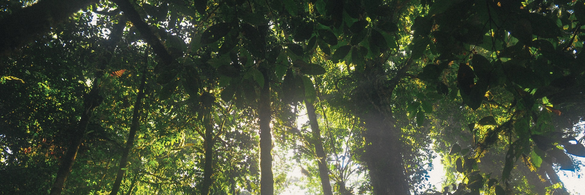 Help to protect the Ecuadorian biodiversity