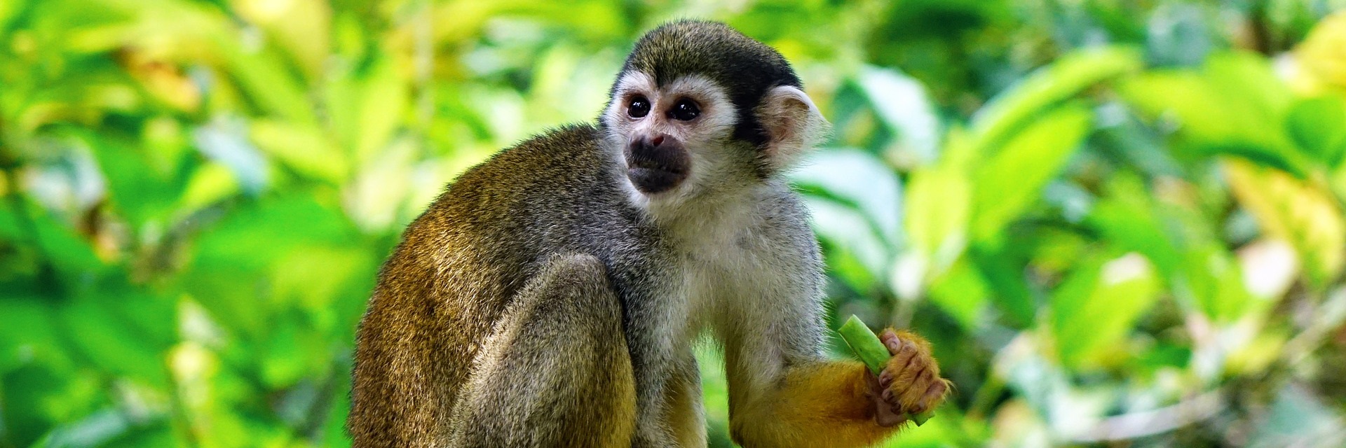 Rescue wild animals of the Amazon