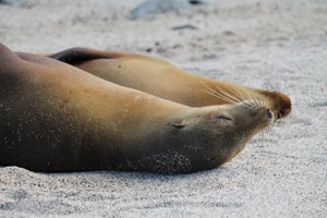 Seelöwen Galapagosinseln
