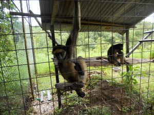 Rettung von Wildieren in Tierauffangstation Freiwilligenarbeit in Ecuador