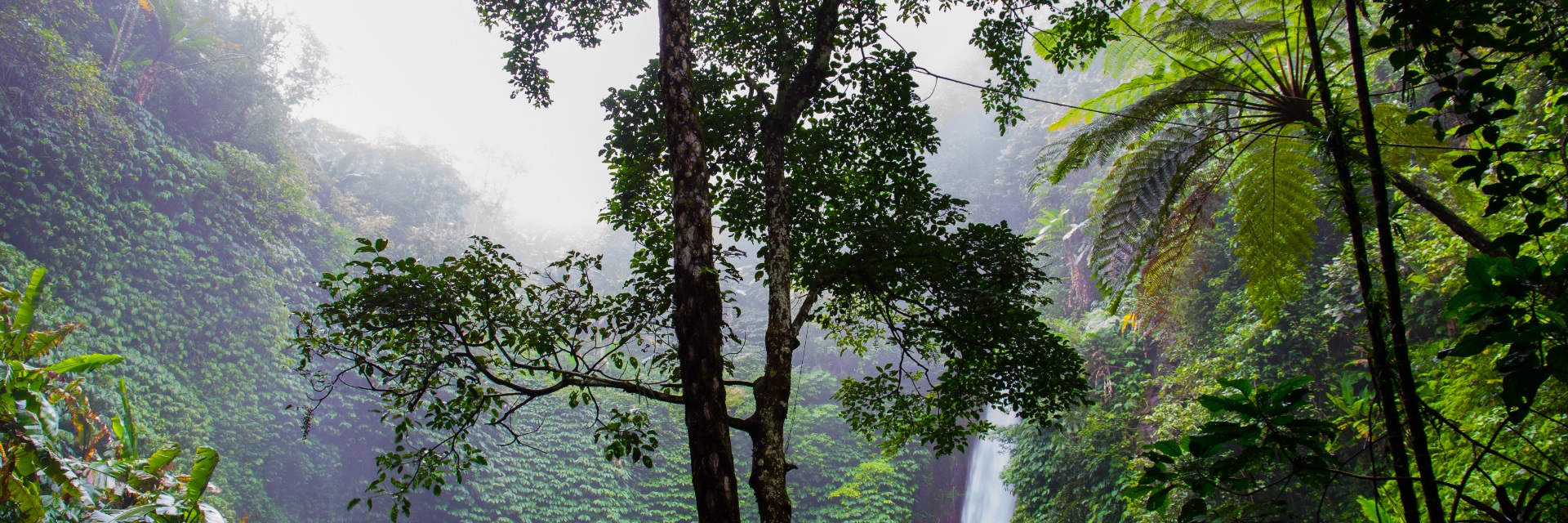 Conservation of the Cloud Forest