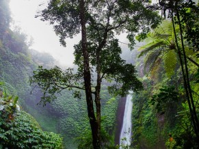 Conservation of the Cloud Forest